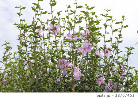 甕津郡 仁川 インチョン 38767453