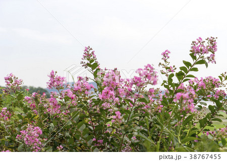 甕津郡 仁川 インチョン 38767455