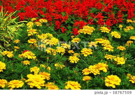 フレンチ マリーゴールドとサルビアの花壇の写真素材