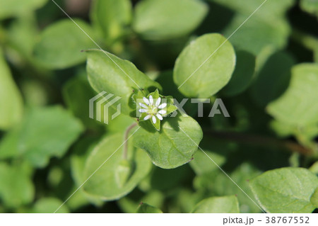 ハコベの花 38767552