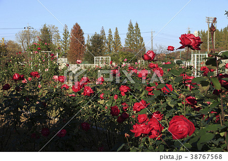 秋の伊奈町制施行記念公園（バラ園） 38767568