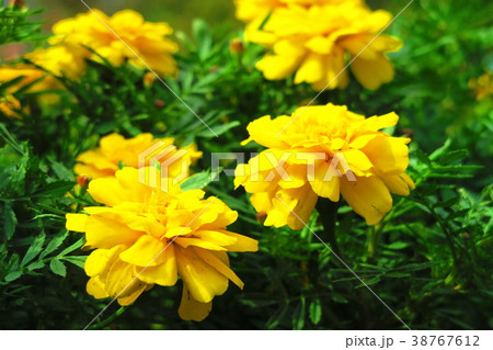 フレンチ・マリーゴールドの花 フレンチ・マリーゴールドの花 38767612