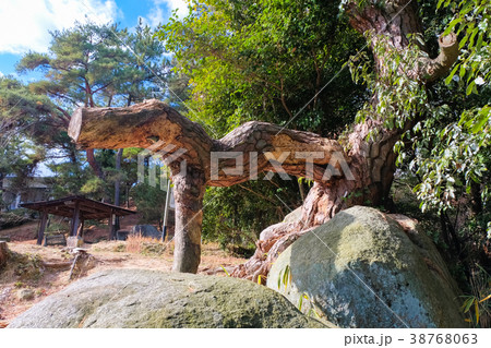 尾道 動物のような根っこ 文学のこみち 尾道 動物のような根っこ 文学のこみち 38768063