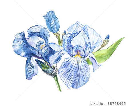 Flowers Of Iris Watercolor Hand Drawn Botanicalのイラスト素材