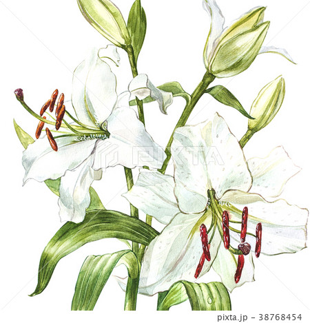 Watercolor set of white lilies, hand drawn Watercolor set of white lilies, hand drawn 38768454