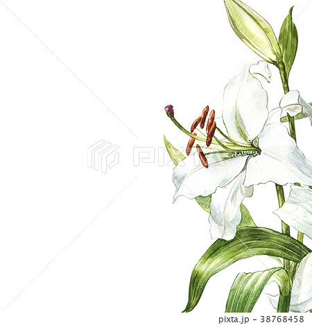 Watercolor Set Of White Lilies Hand Drawnのイラスト素材