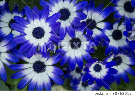 Blue Cineraria Flower 38768915