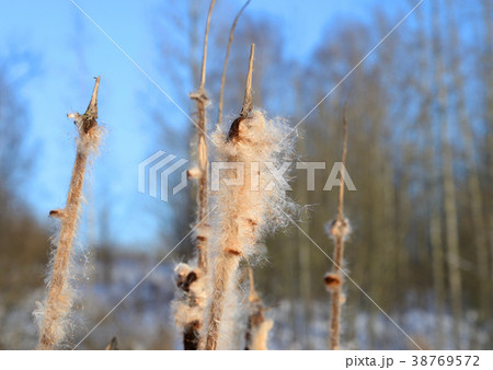 Cattails in winter. 38769572