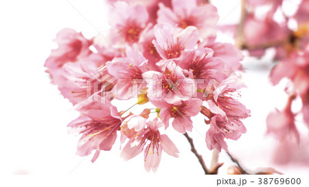 やえざくら ソメイヨシノ 桜 38769600