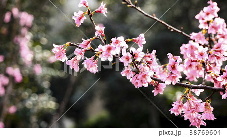 やえざくら ソメイヨシノ 桜 38769604