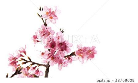 やえざくら ソメイヨシノ 桜 38769609