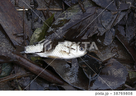 泥ごと魚とり（ギンブナ） 38769808