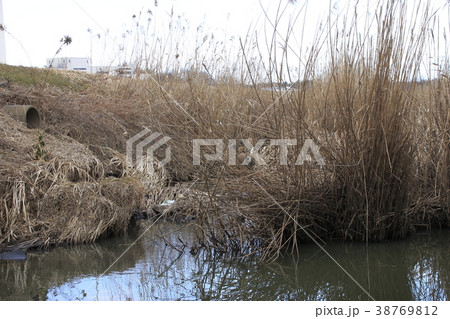 伊奈町を流れる、冬の綾瀬川 38769812