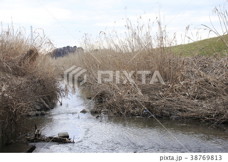 伊奈町を流れる、冬の綾瀬川 38769813