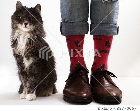 Men's legs in funny socks and beautiful kitten 38770667