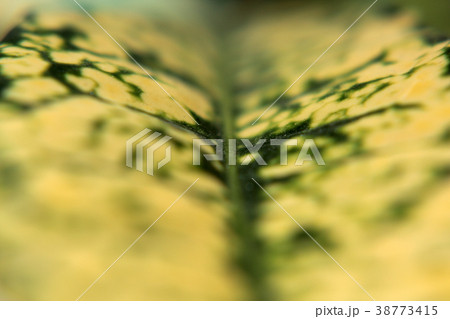 Close up view of green leaf veins. selective focus 38773415