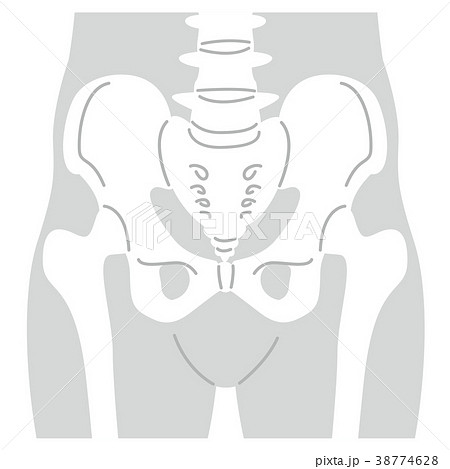骨盤のイラスト モノクロ のイラスト素材