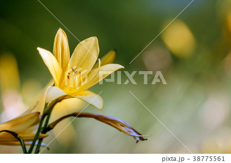 Blossoming yellow lily flower. Blossoming yellow lily flower. 38775561