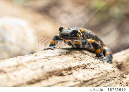 Spotted salamander. Spotted salamander. 38775619