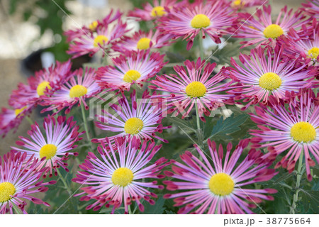 カザグルマギク カザグルマギク 38775664