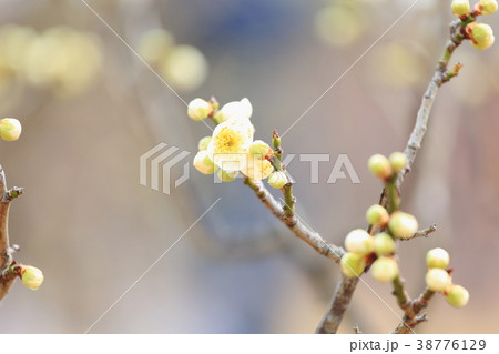 ウメの花 38776129