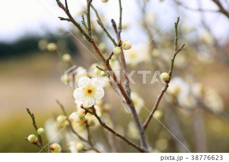 白梅の花 白梅の花 38776623