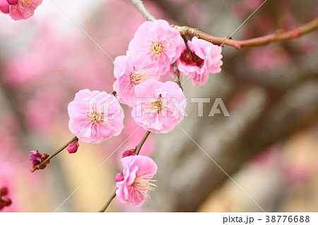 ピンクのウメの花 38776688