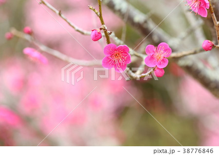 可愛い紅梅の花 38776846