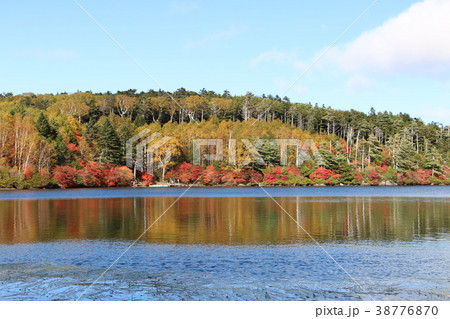 白駒池の紅葉 38776870