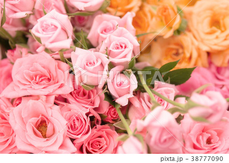 薔薇いっぱいの背景素材 ピンクの写真素材