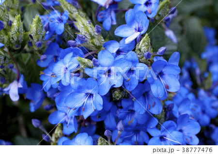 エランテムム・ウォッティ－  38777476