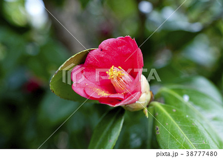 ヤブツバキ ヤブツバキ 38777480
