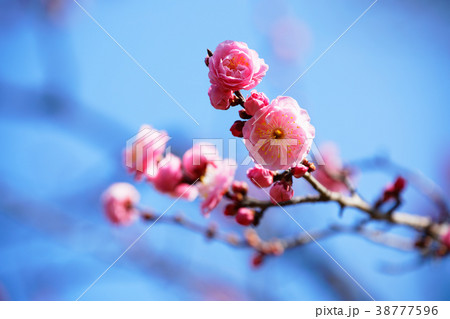 羽根木公園の淡いピンク色の梅の花　楊貴妃 38777596