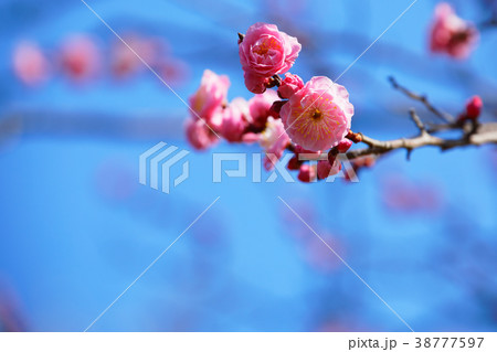 羽根木公園の淡いピンク色の梅の花　楊貴妃 38777597