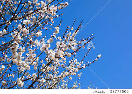 羽根木公園の白色の梅の花 白牡丹の写真素材