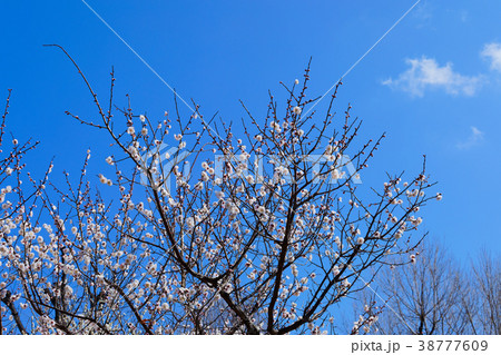 羽根木公園の白色の梅の花　白牡丹 38777609