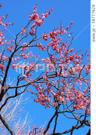 羽根木公園の淡いピンク色の梅の花 鴛鴦 羽根木公園の淡いピンク色の梅の花 鴛鴦 38777629