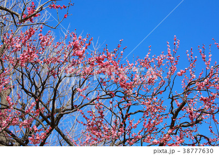 羽根木公園の淡いピンク色の梅の花 鴛鴦 羽根木公園の淡いピンク色の梅の花 鴛鴦 38777630