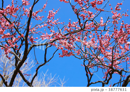 羽根木公園の淡いピンク色の梅の花 鴛鴦 羽根木公園の淡いピンク色の梅の花 鴛鴦 38777631