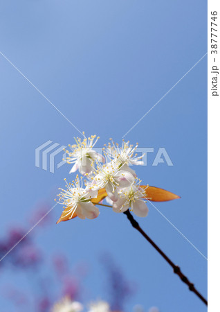 ピタンガの花 38777746