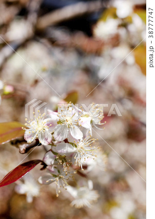 ピタンガの花 38777747