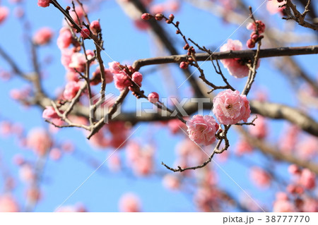 羽根木公園の淡いピンク色の梅の花 八朔の写真素材