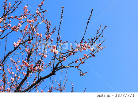 羽根木公園の淡いピンク色の梅の花 八朔 羽根木公園の淡いピンク色の梅の花 八朔 38777771