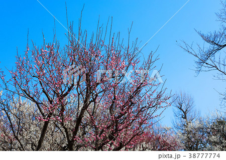 羽根木公園の淡いピンク色の梅の花 八朔の写真素材