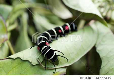 オオゴマダラの幼虫の写真素材