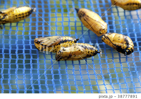 オオゴマダラの蛹 オオゴマダラの蛹 38777891