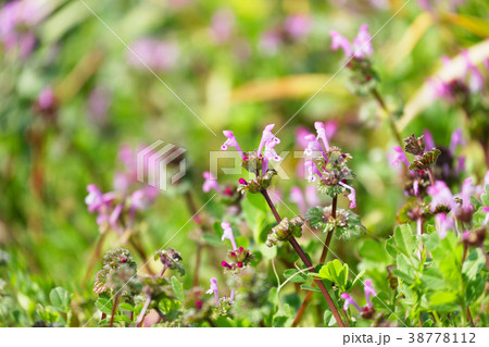 舎人公園のホトケノザ 38778112