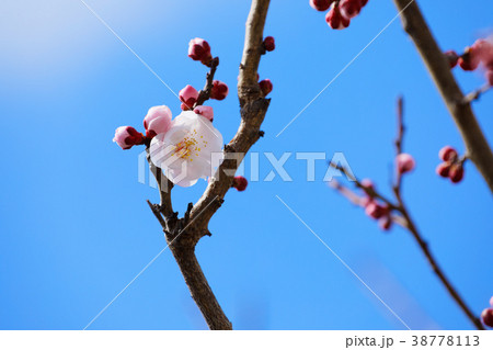 舎人公園の淡い紅色の梅の花　豊後　 38778113