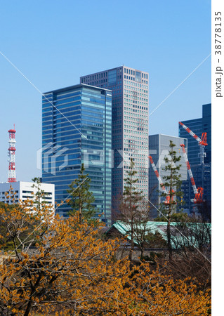 東御苑のシナマンサクの花と丸の内高層ビル街 38778135
