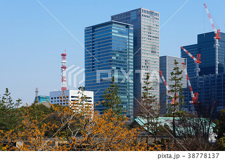東御苑のシナマンサクの花と丸の内高層ビル街 38778137